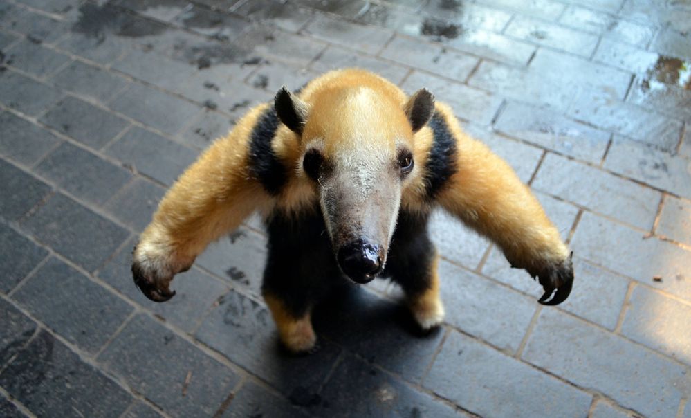 Ameisenbär 0000df76.jpeg