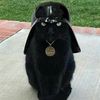CatVader.jpg
