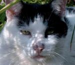 Profil (DerBert)