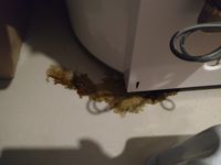 IMG_20200731_105021.jpg