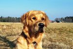 Profil (Matsch63)